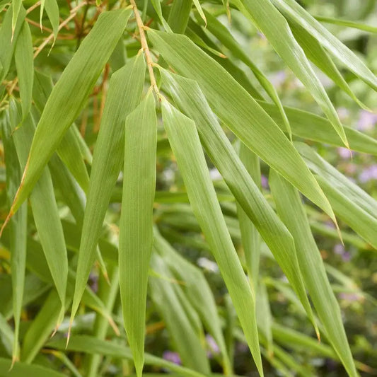 Bambou Fargesia Robusta Formidable