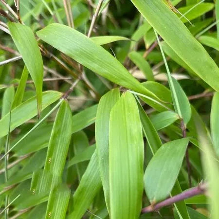 Bambou fargesia rufa