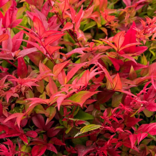 Bambou sacré (nandina) Gulf stream