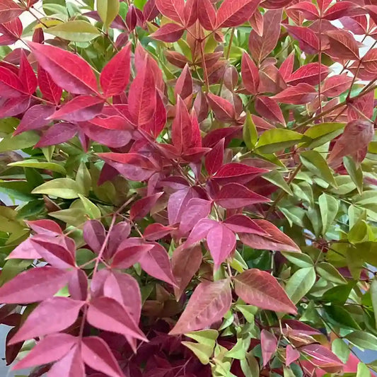 Bambou sacré 'Obsessed' (Nandina domestica 'Obsessed®')