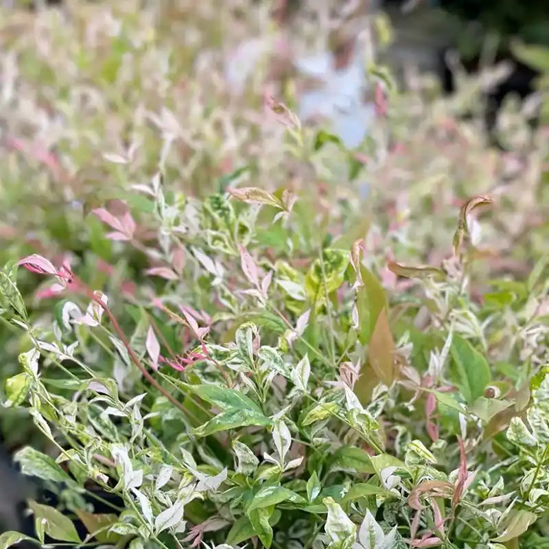 Bambou sacrée (Nandina domestica) Twilight