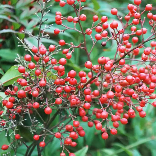 Bambou sacré (Nandina domestica)