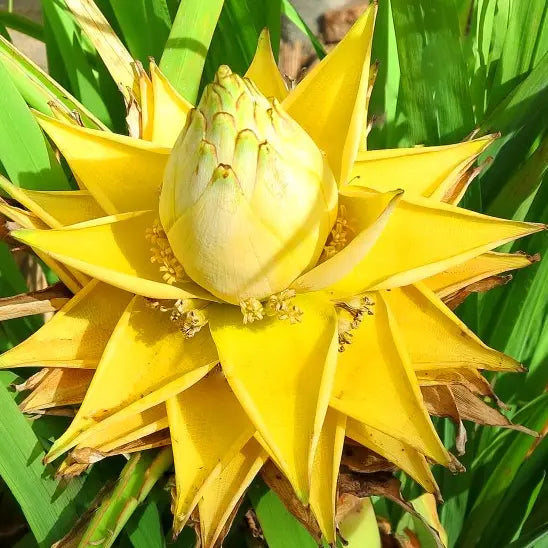 Bananier nain (Musella lasiocarpa)