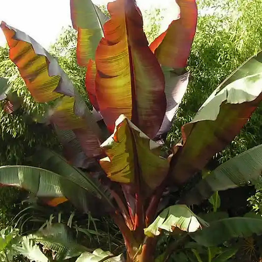 Bananier rouge d'Abyssinie