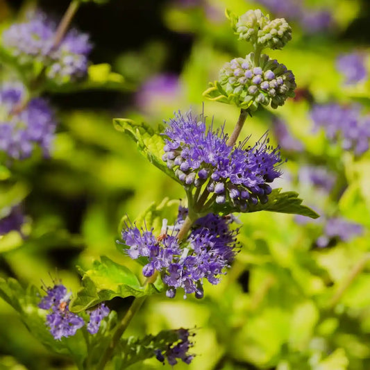 Barbe bleue Good as gold® (Caryopteris clandonensis Good as gold®)