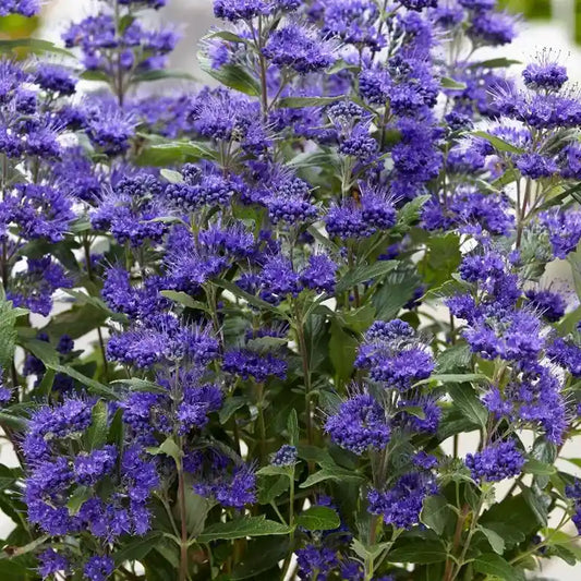 Barbe bleue Grand bleu® (Caryopteris clandonesis Grand Bleu®)