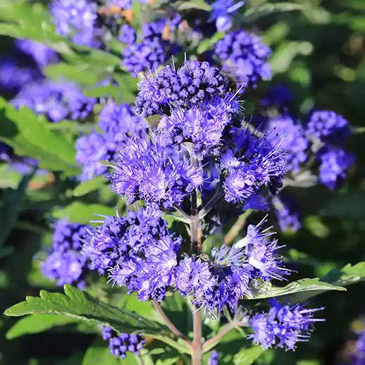 Barbe bleue Heavenly blue (Caryopteris clandonesis Heavenly blue)