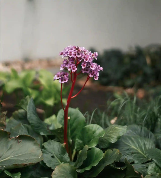 Bergenia cordifolia