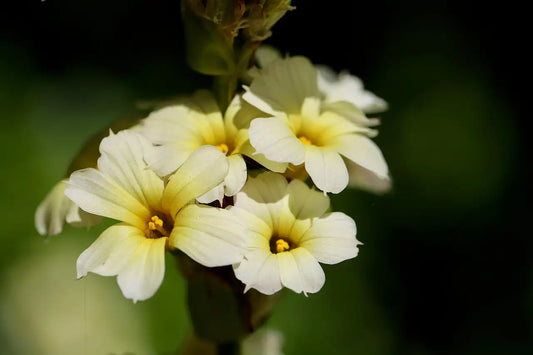 Fleur de bermudienne (Sisyrinchium striatum)