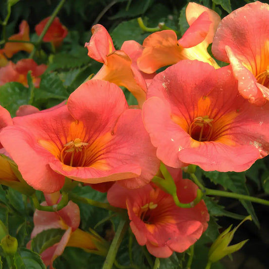 fleurs rouges de bignone de chine