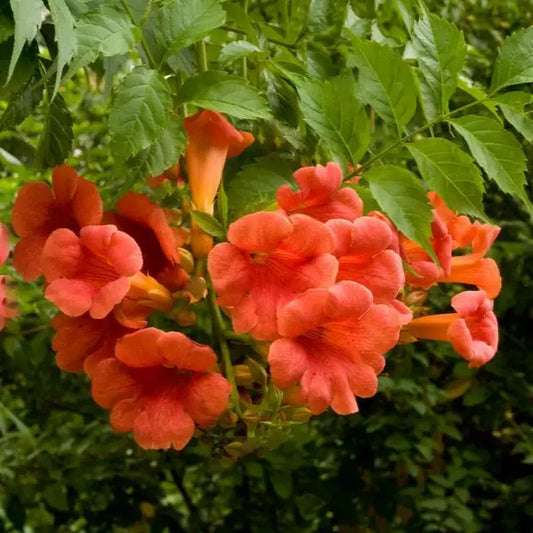 fleurs rouges orangées de bignone madame gallen