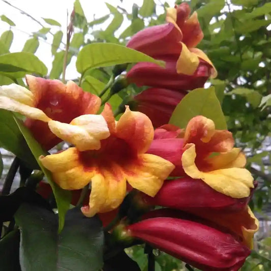 Fleurs rouges et jaunes de la bignone à vrilles