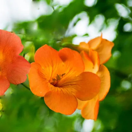 fleurs jaunes de bignone yellow trumpet