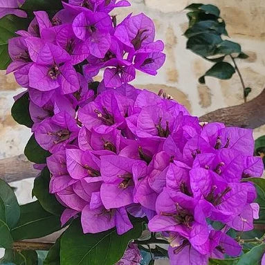 fleurs violettes de bougainvillier violet de meze
