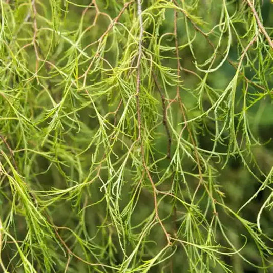 Bouleau nain pleureur (Betula pendula Karaca)