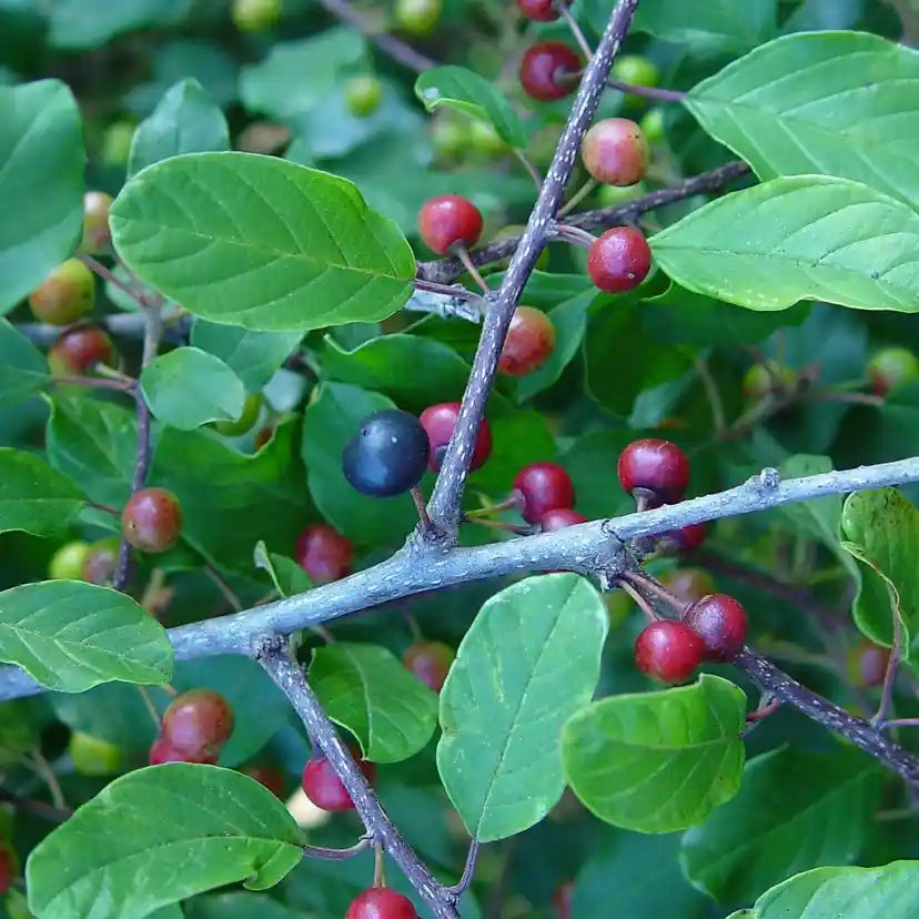 Baies rouges et noires de la bourdaine