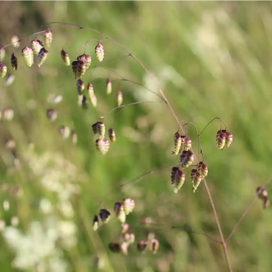 Fleurs de Briza media (amourette)