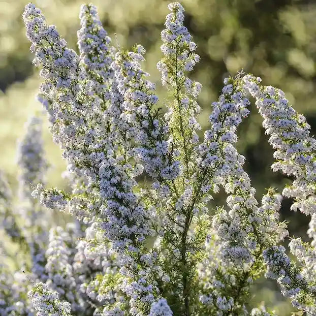 Bruyère arborescente blanche 'Pink Joy'