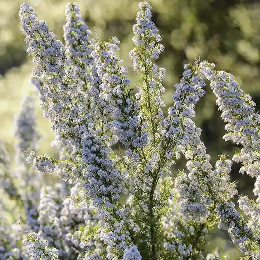 Bruyère arborescente blanche 'Pink Joy'