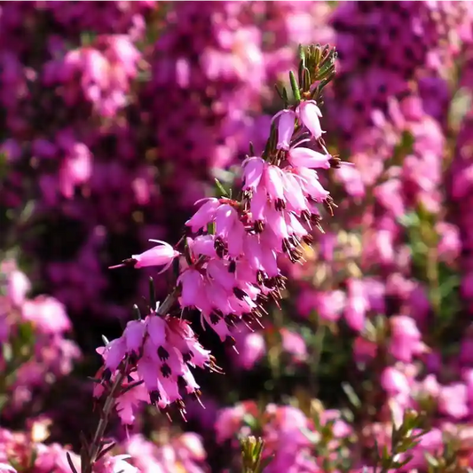 Bruyère d'été Malies, fleurs roses