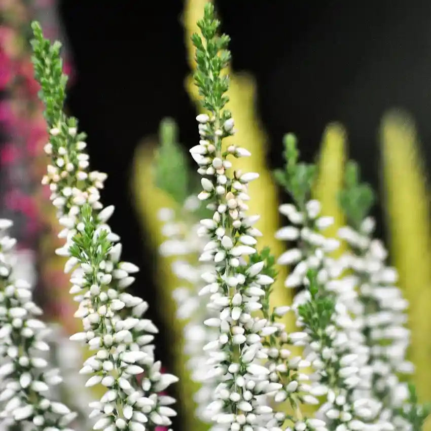 Bruyère d'été blanche 'Melanie'