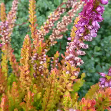 Bruyère d'été violette 'Winter Chocolate'