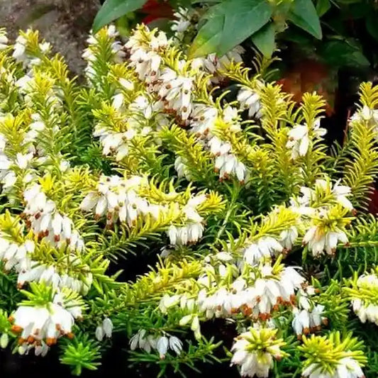 Bruyère d'hiver blanche 'Golden Perfect'