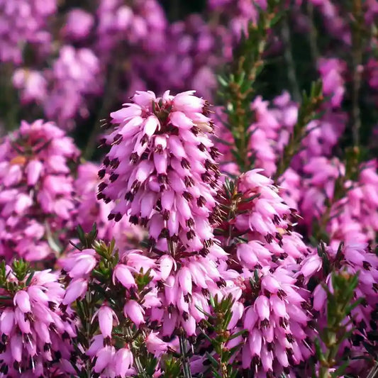 Bruyère d'hiver rose 'JW Porter'