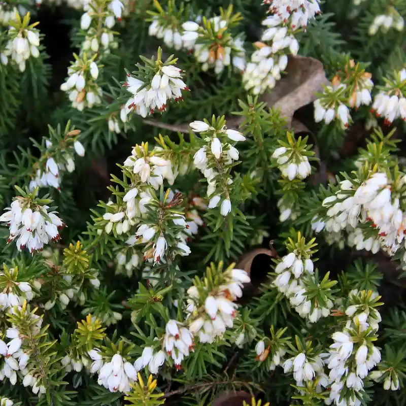 Bruyère d'hiver blanche 'Silberschmelze'