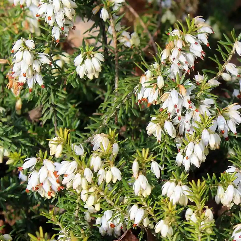 Bruyère d'hiver blanche 'White Perfection'