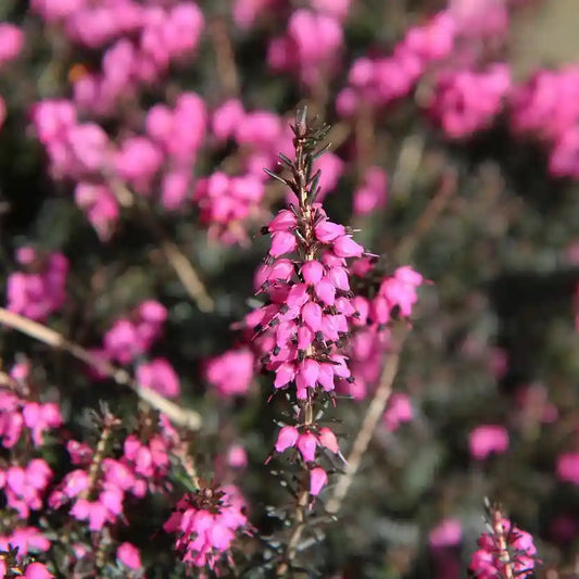 Bruyère d'Irlande Globosa Pink