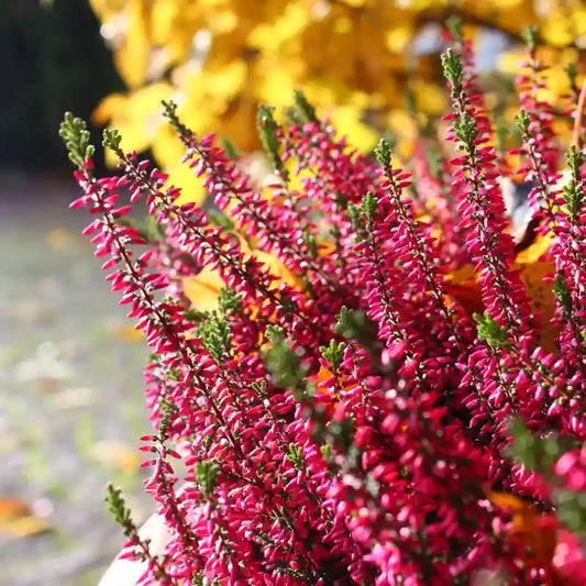 Bruyère d'Irlande Rubra, fleurs rouges