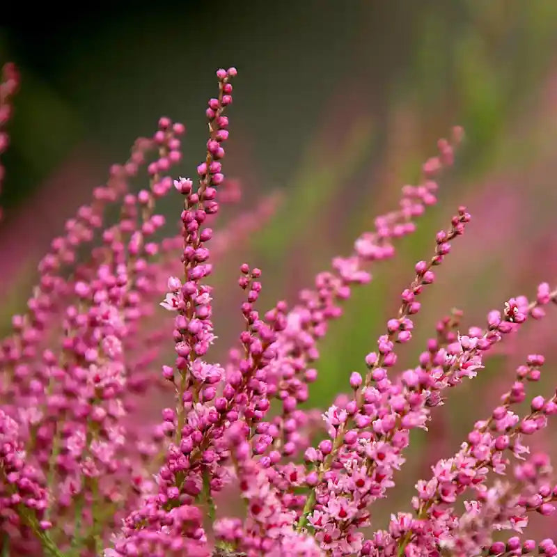 Bruyère d'été St Kerverne, fleurs roses