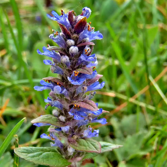Fleurs bleus de l'ajuga reptans Atropurpurea