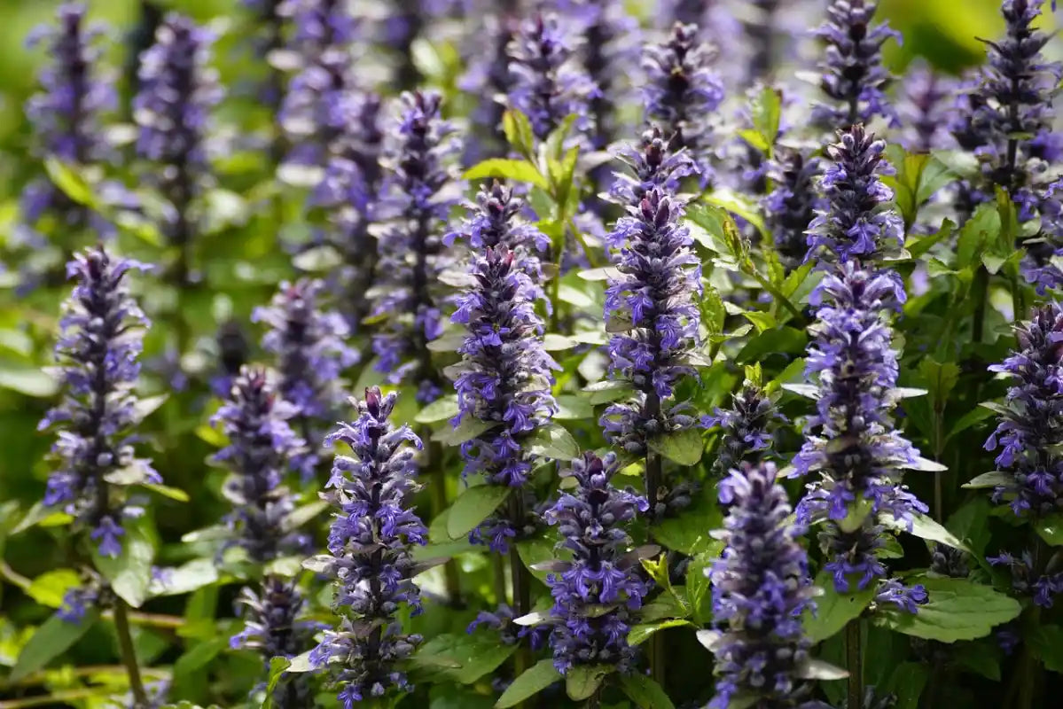Ajuga reptans Atropurpurea (Buble)