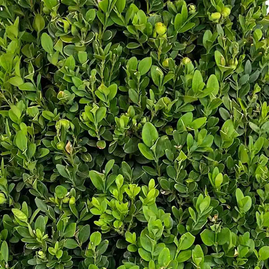 Buis Commun (Buxus Sempervirens) en feuilles