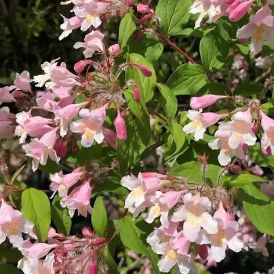 Buisson de beauté Pink Cloud (Kolkwitzia amabilis Pink Cloud) fleurie