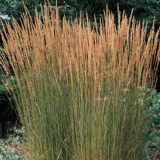 Calamagrostide Karl Foerster