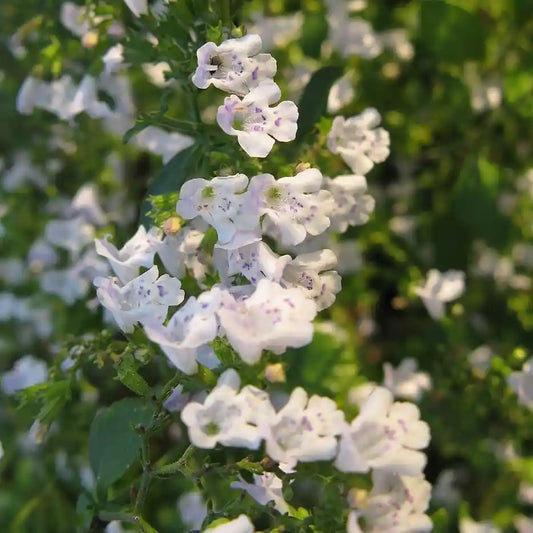 Calament (Calamintha nepeta)
