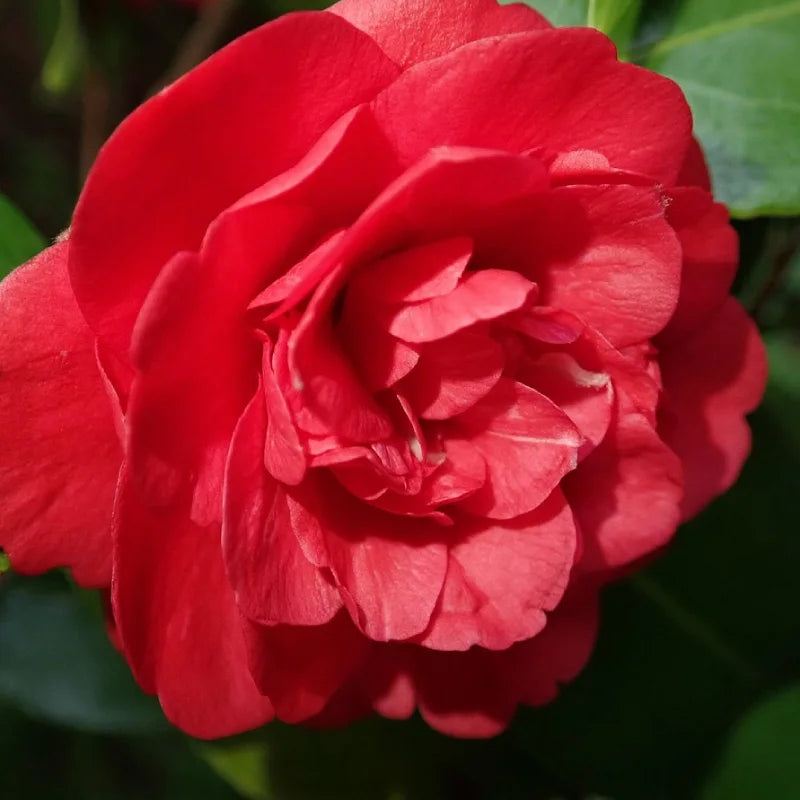 Camélia du Japon "Black Lace" (floraison rouge)