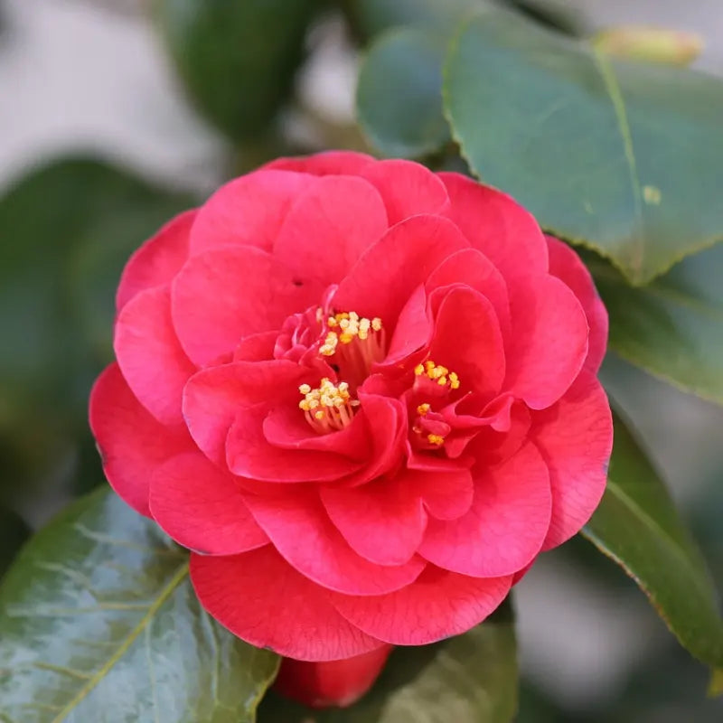 Camélia du Japon "Blood of China" (rouge à coeur jaune)