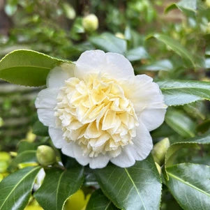 Camélia du Japon "Brushfiel's yellon" (blanc à cour jaune)