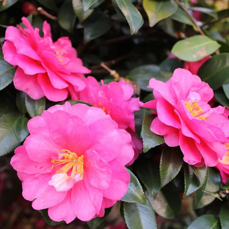 Camélia du Japon "Gloire de Nantes"