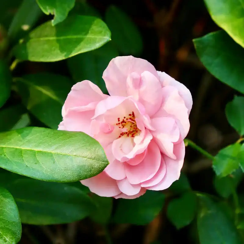 Camélia hybride à fleurs rose (Spring Festival)