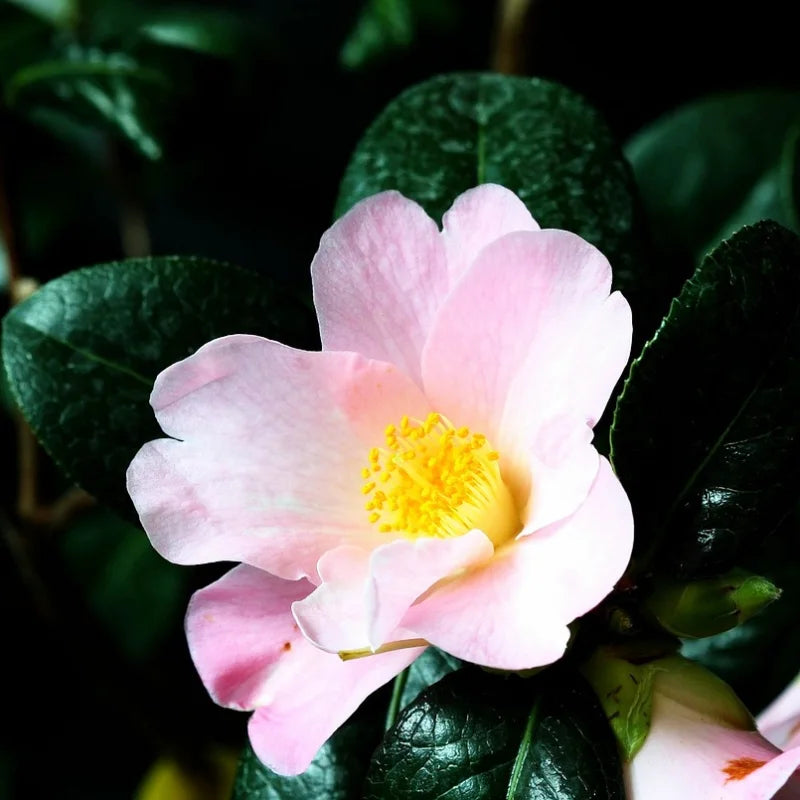 Camélia sasanqua "Cleopatra", fleurs roses claires