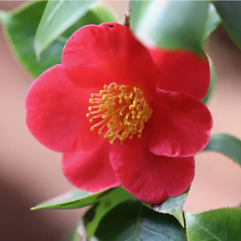 Camélia d'automne (Camellia sasanqua) Hiryu à floraison rouge