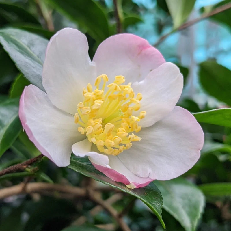 Camélia d'automne (Camellia sasanqua) "versicolor à floraison rose et blanche