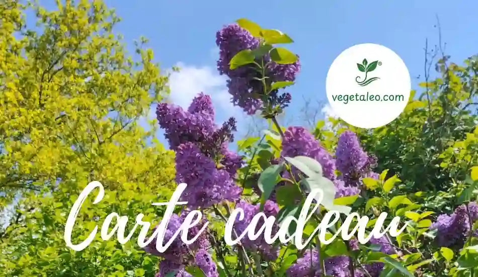 Image de la carte cadeau pour Noël 2025