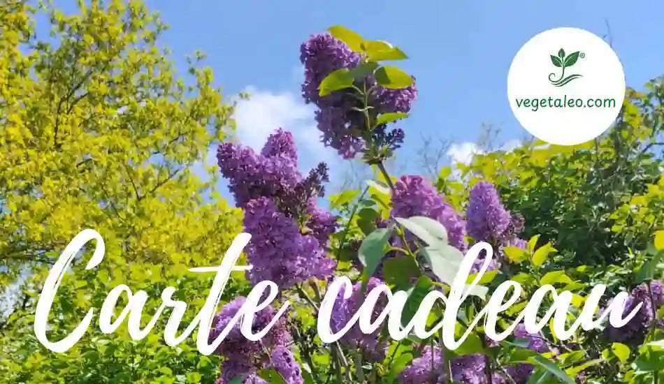 Image de la carte cadeau