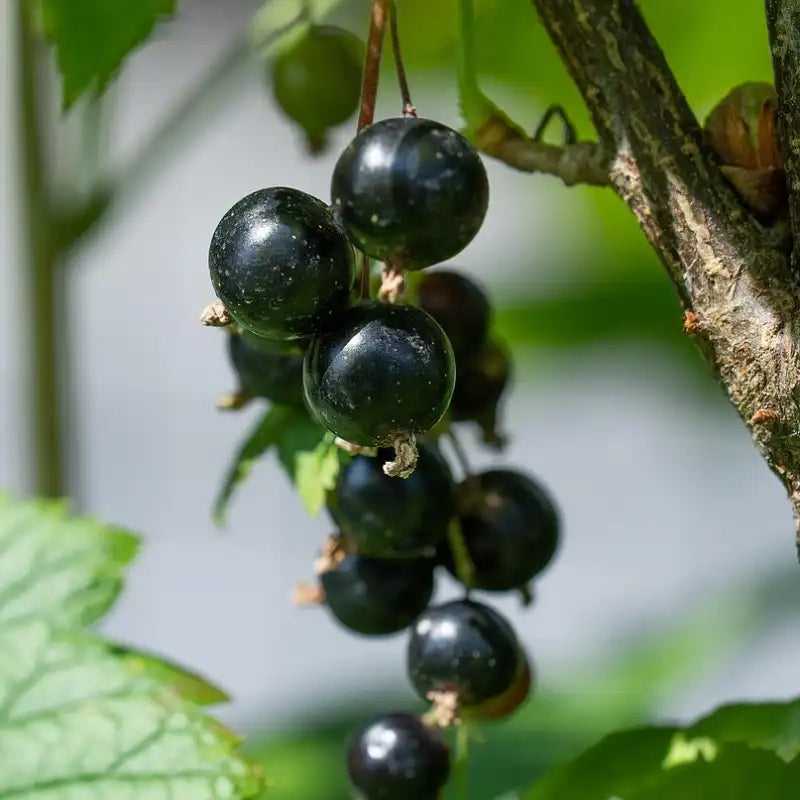 cassis noir de Bourgogne